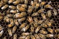 The queen bee swarm - selective focus Royalty Free Stock Photo