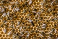 The queen bee swarm - selective focus Royalty Free Stock Photo