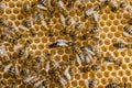 The queen bee swarm - selective focus Royalty Free Stock Photo