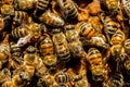 The queen bee swarm Royalty Free Stock Photo