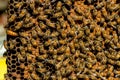 The queen bee swarm - selective focus Royalty Free Stock Photo