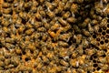 The queen bee swarm - selective focus Royalty Free Stock Photo