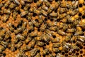 The queen bee swarm - selective focus Royalty Free Stock Photo