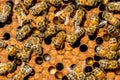 The queen bee swarm - selective focus Royalty Free Stock Photo