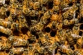 The queen bee swarm Royalty Free Stock Photo