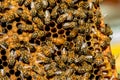 The queen bee swarm - selective focus Royalty Free Stock Photo