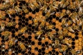 The queen bee swarm - selective focus Royalty Free Stock Photo