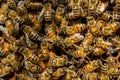 The queen bee swarm - selective focus Royalty Free Stock Photo