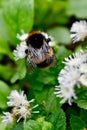 Queen buff-tail bumble bee wing detail. Royalty Free Stock Photo