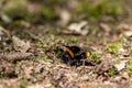 Queen buff tailed bumblebee, Bombus terrestris Royalty Free Stock Photo