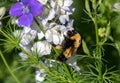 Queen bumblebee with pollen basket in Larkspur flower garden.