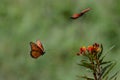 Queen Butterflies Near an Orange Flower in Flight