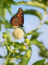 Queen butterfly on buttonbush flowers