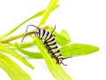 queen butterfly caterpillar - Danaus gilippus - showing stripes and three sets of antennae on host plant butterfly milkweed - Royalty Free Stock Photo