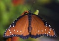 Queen Butterfly (Danaus gilippus) Royalty Free Stock Photo