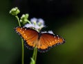 Queen butterfly, Danaus gilippus Royalty Free Stock Photo