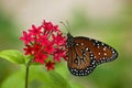 Queen Butterfly, Danaus gilippus