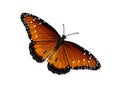 Queen butterfly (Danaus gilippus) Royalty Free Stock Photo