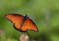 Queen butterfly (danaus gilippus) Royalty Free Stock Photo