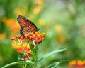 Queen butterfly (Danaus gilippus) feeding on Milkweed flowers Royalty Free Stock Photo