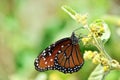 Queen Butterfly Danaus gilippus on a flower Royalty Free Stock Photo