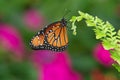 Queen butterfly (danaus gilippus)