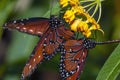 Queen butterfly,Danaus gilippus Royalty Free Stock Photo