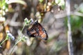 Queen Butterfly Danaus gilippus perches on a flower Royalty Free Stock Photo