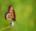 Queen butterfly Danaus gilippus Royalty Free Stock Photo