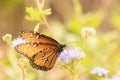 Queen butterfly on Gregg\'s Mistflowers Royalty Free Stock Photo