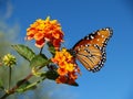 A Queen Butterfly on a Colorful Lantana Flower