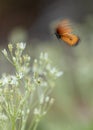 Queen butterfly in motion creating abstract like image Royalty Free Stock Photo