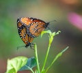 Queen butterfly pair mating in the fall