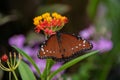 Queen butterfly on a plant Royalty Free Stock Photo