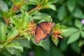 Queen butterfly on a plant Royalty Free Stock Photo