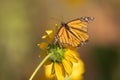A Queen butterfly with tattered wings visits a wild sunflower blossom Royalty Free Stock Photo