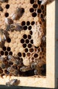 Queen cell on brood frame