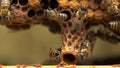 Queen cell in honey bee colony close up. Swarm cell or a supersedure cell. Comb in which a queen will be raised Royalty Free Stock Photo