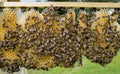 A Beekeeper working with bee quen cels Royalty Free Stock Photo