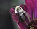 A Queen Common Eastern Bumble Bee (Bombus impatiens) preparing for flight on a pink zinnia flower. Royalty Free Stock Photo