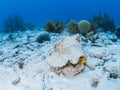 Queen conch, Lobatus gigas. Bonaire, Caribbean Netherlands. Diving holiday