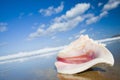 Queen Conch Shell Royalty Free Stock Photo