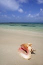 Queen Conch Shell