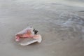 Queen Conch Shell on Beach Royalty Free Stock Photo