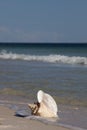 Queen Conch shell on the beach Royalty Free Stock Photo