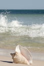 Queen Conch shell on the beach Royalty Free Stock Photo