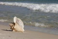 Queen Conch shell on the beach Royalty Free Stock Photo