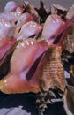 Queen Conch shell details - Dominican republic