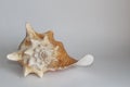 Queen conch shell on gray background