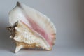 Queen conch shell on gray background